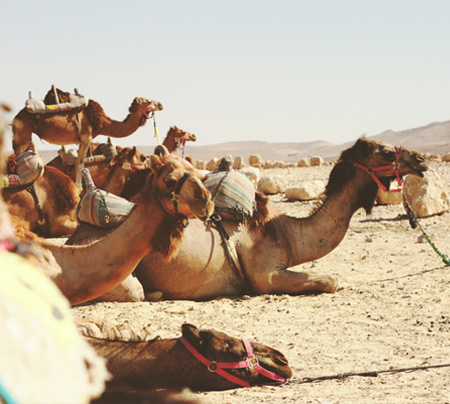 埃及含尼羅河河輪12天古文明之旅 (2025-26冬季行程)